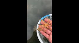 Mysterious feather starfish stuns onlookers in southern China