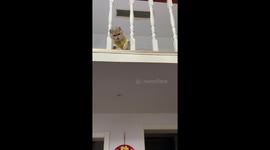 Incredible Cat Skills: Feline Phenom Plays Badminton in China