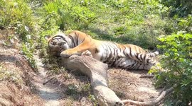 Tiger scratches its back on tree branch