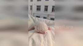 Extremely rare two-headed kitten born to stunned cat owner and beats survival odds