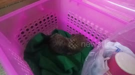 Baby foxes rescued by villagers from forest wildfire in Thailand