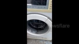Man converts washing machine into home for newly adopted puppy in China