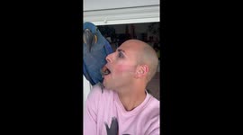 Owner plays mouth-to-beak with hyacinth macaw in Granada, Spain
