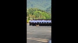 Stray dog usurps military march by joining front of formation