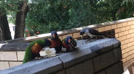 Parrot accepted our invitation responded fantastically