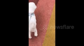 Dog's Rehabilitation Process Takes an Unexpected Turn in Zhejiang, China