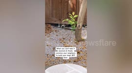 Owners build secret dog door in fence for 