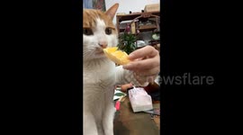 Curious Cat's Hilarious Reaction After First Taste of Orange in Guangdong, China