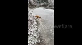 Golden Retriever’ Stroll on Icy Road Turns into Ice Skating in Hunan, China