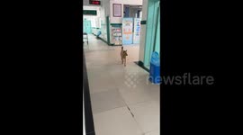 A dog visits its owner at a hospital on its own in Hubei, China