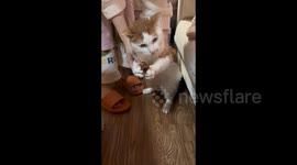 Cat Caught Stealing Ribs in Zhejiang, China