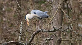 Grey heron on a tree branch getting rid of undigested fish remainings
