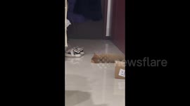 Cat's Adorable Response to Its Name in Beijing, China