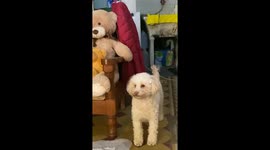 ¡Auch! Perrito con pocos reflejos se da golpe en la cara con su juguete.