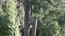 Adorable Cub Scales Tree at Zoo in Portland, USA