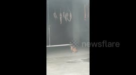 Сat tries to eat Sausage in Hunan, China