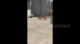 Dog's Great Escape Stuns Owner in Jiangsu, China