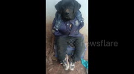 Hilarious Dog Disguise in Chengdu, China