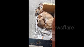 Dog Mom and Pup Drift into Sweet Dreams in Sichuan, China