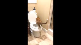 Cat pooping on toilet