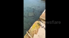 A graceful bird swims underwater in Beijing, China