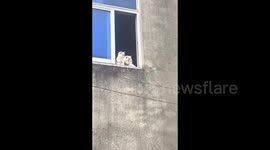 Cats with rosy cheeks in Zhejiang, China