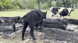 Cows pee on fire to extinguish it or use burning debris pile as outhouse
