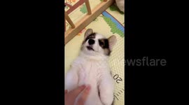 Dog Startled by Owner's Gesture in Shandong, China