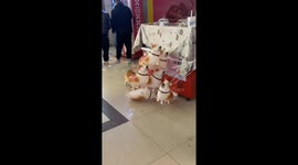 Chinese Corgi's Hilarious Encounter with Balloon Dog