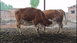 Two cows share each other’s milk in remarkable display of resourcefulness