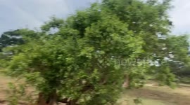 huge Trafic To see the leopards at National park in Sri Lanka at Yala