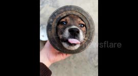 Puppy remains poised before being freed from rubber barrel by resourceful owners