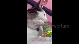 Tom cat enjoys licking and eating balm rubs in Indonesia