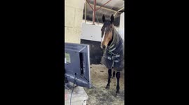 Grounded but game: Hewick the horse watches Cheltenham Race from stable