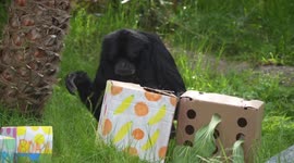 Cheeky party guest steals snacks during siamang's birthday at Oakland Zoo