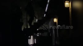 Major Bust: Police Seize 10,000 Marijuana Plants and Exotic Reptiles in Catalonia Raid, Spain