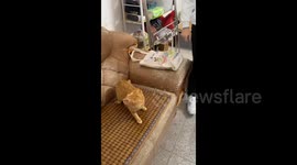Kitten opening a drawer and then burrowing into it in Shantou, China