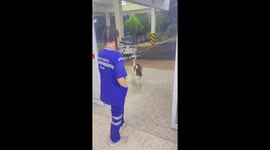 Curious pet goat wanders through hospital