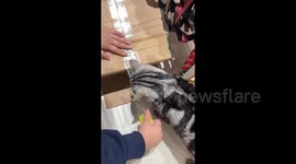 Cat Takes on Packaging Duty in a Pet Store in Chongqing, China