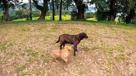 abandoned big puppy suckling from its mother in the middle of the grass