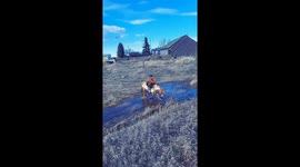 Horse Lies Down in Creek With Young Rider