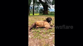 abandoned big puppy suckling from its mother in the middle of the grass