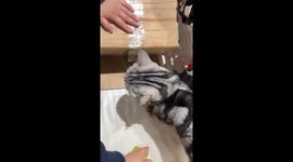 Cat becomes unlikely packing assistant in southern China pet store