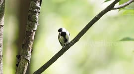 Japanese Tits Speak Without Words Through Dramatic Wing Gestures in Tokyo, Japan