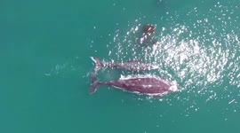 Incredible drone footage of migrating whales at Paradise Cove, Malibu