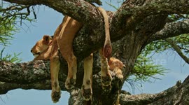 Lions in tree 7  Lazy cubs’ lazy paws