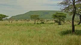 Lions in tree Landscape view Wide