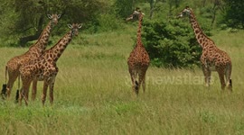 Lions in tree Watchful giraffes