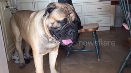 Man recycles dog slobber