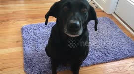 Dog has hard time keeping eyes open when whispered to